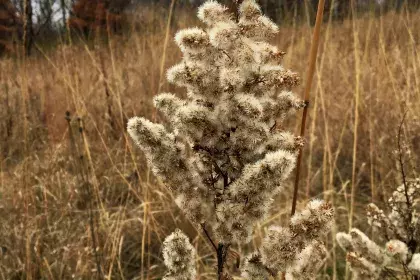 Golden Rod in the fall time